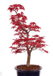 Preview: Bonsai - Acer palmatum Deshojo - roter Fächerahorn 229/36
