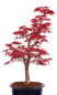 Preview: Bonsai - Acer palmatum Deshojo - roter Fächerahorn 229/36