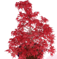 Preview: Bonsai - Acer palmatum Deshojo - roter Fächerahorn 229/36