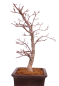 Preview: Bonsai - Acer palmatum Deshojo - roter Fächerahorn 229/37