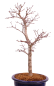 Preview: Bonsai - Acer palmatum Deshojo - roter Fächerahorn 229/38