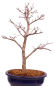 Preview: Bonsai - Acer palmatum Deshojo - roter Fächerahorn 229/38