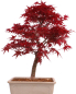Preview: Bonsai - Acer palmatum Deshojo - roter Fächerahorn 229/39