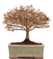 Preview: Bonsai - Acer palmatum Kiyohime - Japanischer Fächerahorn aus Japan 229/40