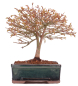 Preview: Bonsai - Acer palmatum Kiyohime - Japanischer Fächerahorn aus Japan 229/41