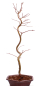 Preview: Bonsai - Acer palmatum 'Kyou-no-Mai' Japanischer Fächerahorn aus Japan 229/43