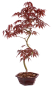 Preview: Bonsai - Acer palmatum 'Kyou-no-Mai' Japanischer Fächerahorn aus Japan 229/43
