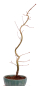 Preview: Bonsai - Acer palmatum 'Kyou-no-Mai' Japanischer Fächerahorn aus Japan 229/44