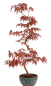 Preview: Bonsai - Acer palmatum 'Kyou-no-Mai' Japanischer Fächerahorn aus Japan 229/44