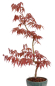 Preview: Bonsai - Acer palmatum 'Kyou-no-Mai' Japanischer Fächerahorn aus Japan 229/44