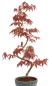 Preview: Bonsai - Acer palmatum 'Kyou-no-Mai' Japanischer Fächerahorn aus Japan 229/44