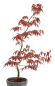 Preview: Bonsai - Acer palmatum 'Kyou-no-Mai' Japanischer Fächerahorn aus Japan 229/44