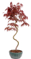 Preview: Bonsai - Acer palmatum 'Kyou-no-Mai' Japanischer Fächerahorn aus Japan 229/45