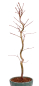 Preview: Bonsai - Acer palmatum 'Kyou-no-Mai' Japanischer Fächerahorn aus Japan 229/46