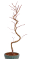 Preview: Bonsai - Acer palmatum 'Kyou-no-Mai' Japanischer Fächerahorn aus Japan 229/46