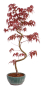 Preview: Bonsai - Acer palmatum 'Kyou-no-Mai' Japanischer Fächerahorn aus Japan 229/46
