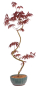 Preview: Bonsai - Acer palmatum 'Kyou-no-Mai' Japanischer Fächerahorn aus Japan 229/47