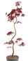Preview: Bonsai - Acer palmatum 'Kyou-no-Mai' Japanischer Fächerahorn aus Japan 229/47