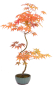 Preview: Bonsai - Acer palmatum 'Kyou-no-Mai' Japanischer Fächerahorn aus Japan 229/47
