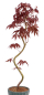 Preview: Bonsai - Acer palmatum 'Kyou-no-Mai' Japanischer Fächerahorn aus Japan 229/48