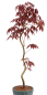 Preview: Bonsai - Acer palmatum 'Kyou-no-Mai' Japanischer Fächerahorn aus Japan 229/48