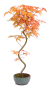 Preview: Bonsai - Acer palmatum 'Kyou-no-Mai' Japanischer Fächerahorn aus Japan 229/48