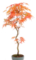 Preview: Bonsai - Acer palmatum 'Kyou-no-Mai' Japanischer Fächerahorn aus Japan 229/48