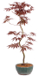 Preview: Bonsai - Acer palmatum 'Kyou-no-Mai' Japanischer Fächerahorn aus Japan 229/49