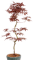 Preview: Bonsai - Acer palmatum 'Kyou-no-Mai' Japanischer Fächerahorn aus Japan 229/49