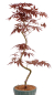 Preview: Bonsai - Acer palmatum 'Kyou-no-Mai' Japanischer Fächerahorn aus Japan 229/49