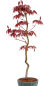 Preview: Bonsai - Acer palmatum 'Kyou-no-Mai' Japanischer Fächerahorn aus Japan 229/51