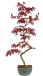 Preview: Bonsai - Acer palmatum 'Kyou-no-Mai' Japanischer Fächerahorn aus Japan 229/52