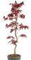 Preview: Bonsai - Acer palmatum 'Kyou-no-Mai' Japanischer Fächerahorn aus Japan 229/52