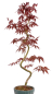 Preview: Bonsai - Acer palmatum 'Kyou-no-Mai' Japanischer Fächerahorn aus Japan 229/52