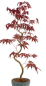 Preview: Bonsai - Acer palmatum 'Kyou-no-Mai' Japanischer Fächerahorn aus Japan 229/52