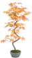 Preview: Bonsai - Acer palmatum 'Kyou-no-Mai' Japanischer Fächerahorn aus Japan 229/52