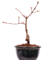 Preview: Bonsai - Acer palmatum 'Seigen' Japanischer Fächerahorn aus Japan 229/53