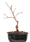 Preview: Bonsai - Acer palmatum 'Seigen' Japanischer Fächerahorn aus Japan 229/53