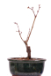 Preview: Bonsai - Acer palmatum 'Seigen' Japanischer Fächerahorn aus Japan 229/54