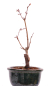 Preview: Bonsai - Acer palmatum 'Seigen' Japanischer Fächerahorn aus Japan 229/54