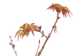 Preview: Bonsai - Acer palmatum 'Seigen' Japanischer Fächerahorn aus Japan 229/54