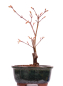 Preview: Bonsai - Acer palmatum 'Seigen' Japanischer Fächerahorn aus Japan 229/55