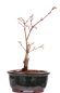 Preview: Bonsai - Acer palmatum 'Seigen' Japanischer Fächerahorn aus Japan 229/55