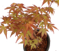 Preview: Bonsai - Acer palmatum 'Seigen' Japanischer Fächerahorn aus Japan 229/55