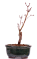 Preview: Bonsai - Acer palmatum 'Seigen' Japanischer Fächerahorn aus Japan 229/56