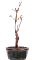 Preview: Bonsai - Acer palmatum 'Seigen' Japanischer Fächerahorn aus Japan 229/56