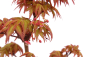 Preview: Bonsai - Acer palmatum 'Seigen' Japanischer Fächerahorn aus Japan 229/56