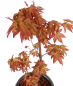 Preview: Bonsai - Acer palmatum 'Seigen' Japanischer Fächerahorn aus Japan 229/56