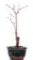 Preview: Bonsai - Acer palmatum 'Seigen' Japanischer Fächerahorn aus Japan 229/57
