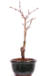 Preview: Bonsai - Acer palmatum 'Seigen' Japanischer Fächerahorn aus Japan 229/57
